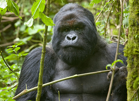 gorilla volcanoes national park